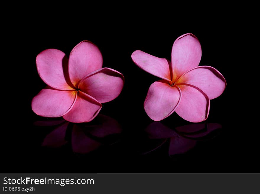 Red Frangipani on Black Background