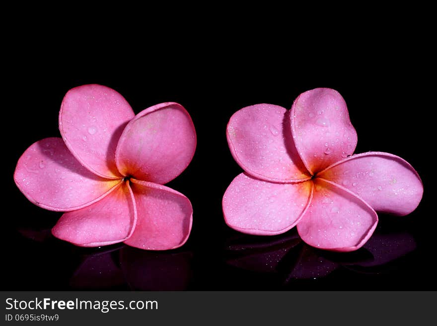 Red Frangipani on Black Background