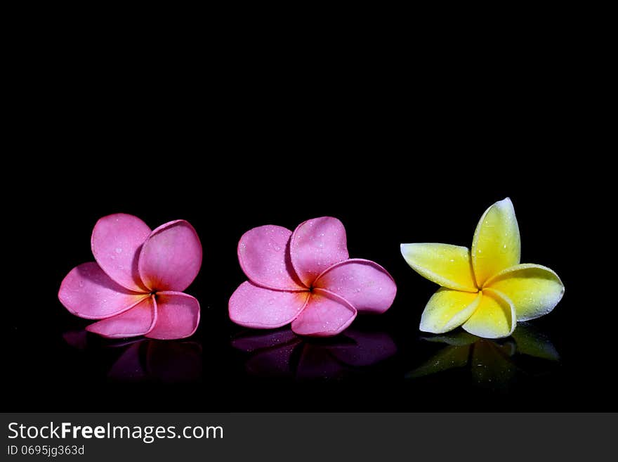 Three Frangipani On Black Background