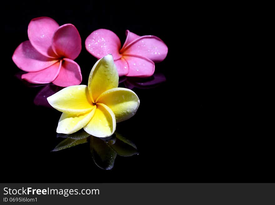 Three Frangipani on Black Background