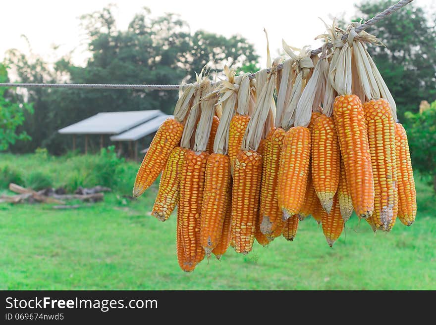 Many corn are hung on nylon rope with shed and natural background. Corn group with soft light in evening. Many corn are hung on nylon rope with shed and natural background. Corn group with soft light in evening.