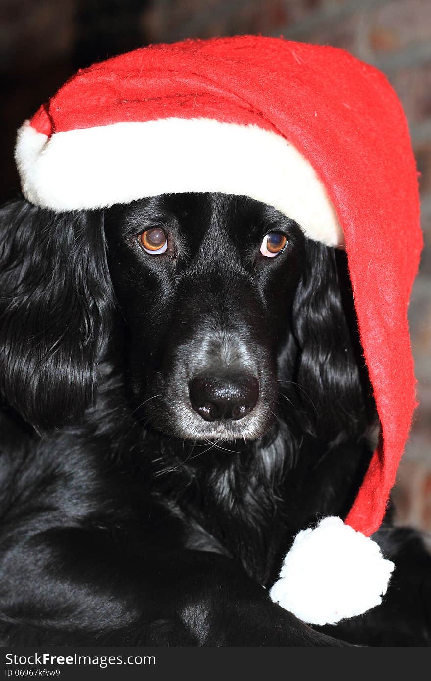 Christmas dog with red and white Santa hat