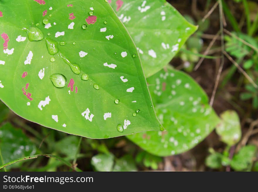 Green lotus or corbel background and fresh water drop on soft light. Green lotus or corbel background and fresh water drop on soft light.