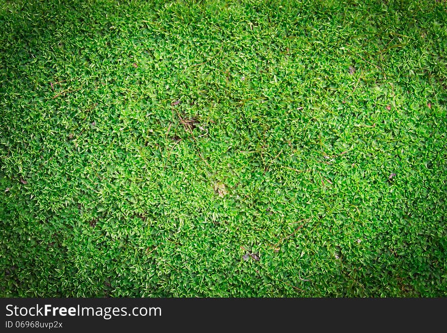 Green Moss Background