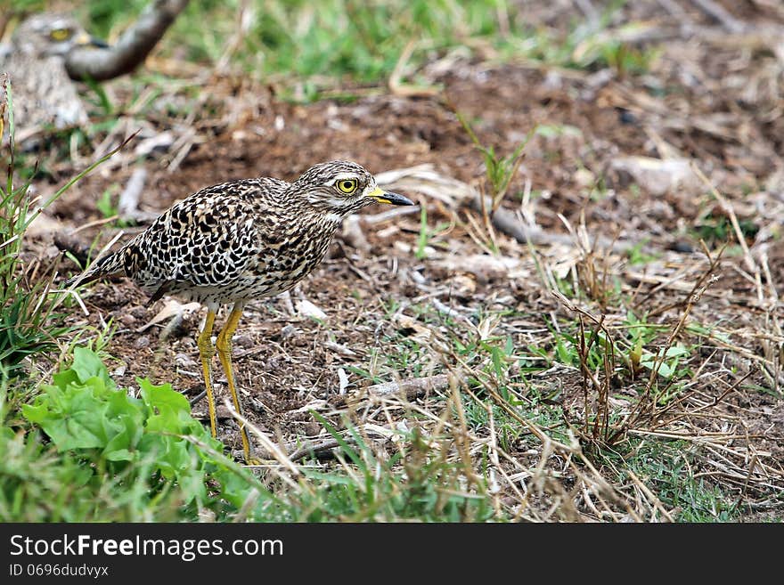 Camouflaged Spotted Thick-Knee Bird