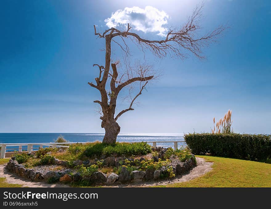 Beautiful nature landscape - trunk of the tree branching. Beautiful nature landscape - trunk of the tree branching