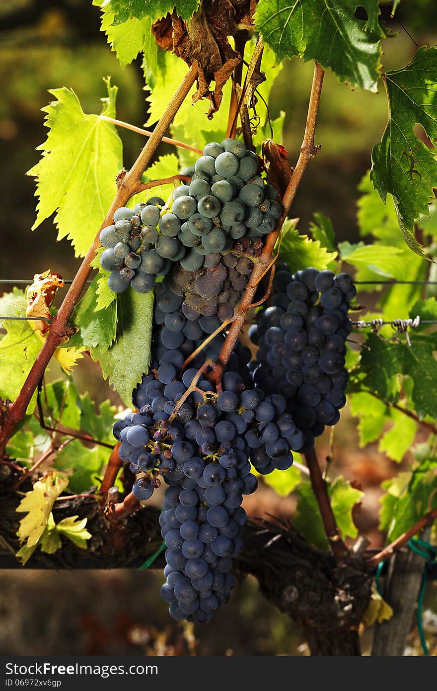 Sangiovese grapes