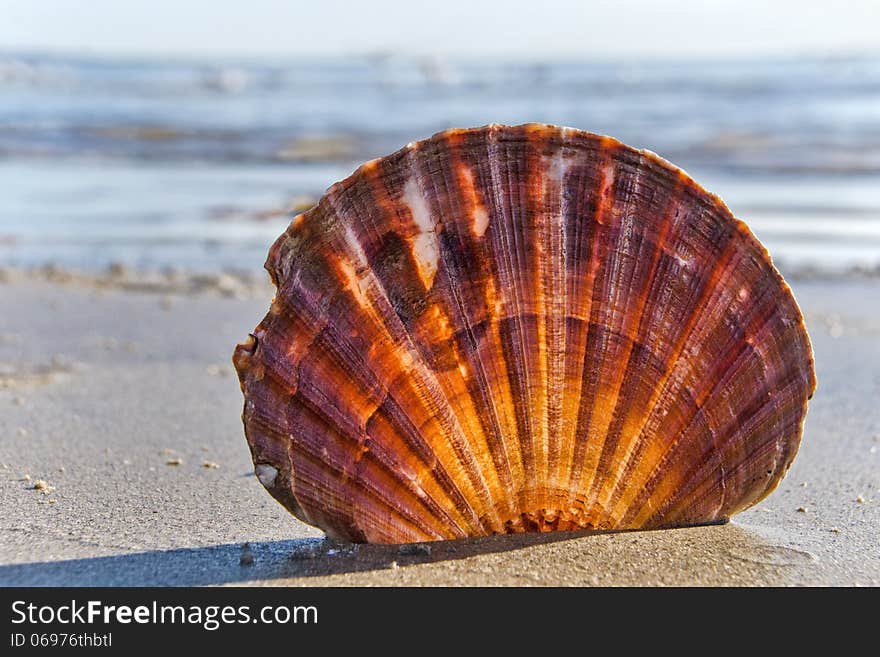 Scallop shell found on the beach .. used the sun to back-light it. Scallop shell found on the beach .. used the sun to back-light it.