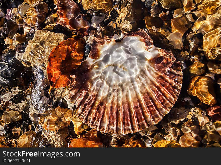 Scallop Shell