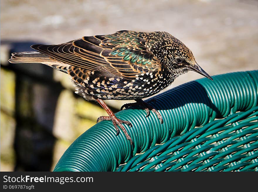 A friendly little starling waits to share my lunch … I like how his feathers seem to match the chair colour. A friendly little starling waits to share my lunch … I like how his feathers seem to match the chair colour.