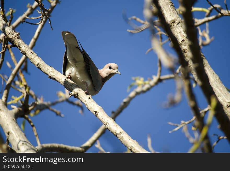 Grey pigeon on branch looking at camera