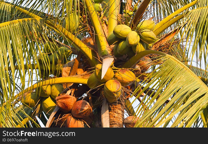 The coconut palm, Cocos nucifera, is a member of the family Arecaceae. It is the only accepted species in the genus Cocos. The term coconut can refer to the entire coconut palm, the seed, or the fruit, which, botanically, is a drupe, not a nut. The coconut palm, Cocos nucifera, is a member of the family Arecaceae. It is the only accepted species in the genus Cocos. The term coconut can refer to the entire coconut palm, the seed, or the fruit, which, botanically, is a drupe, not a nut.