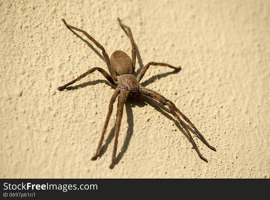 Rain Spider or Huntsman spider