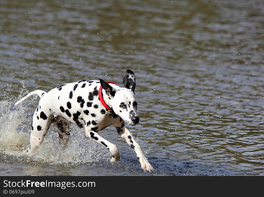 Dalmatian running in the water