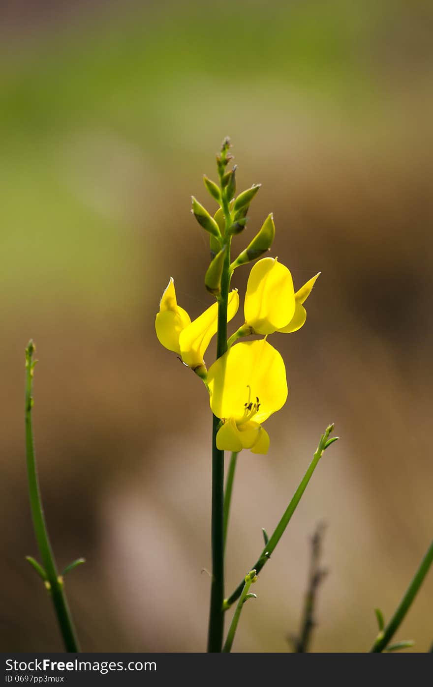 Broom brush flower