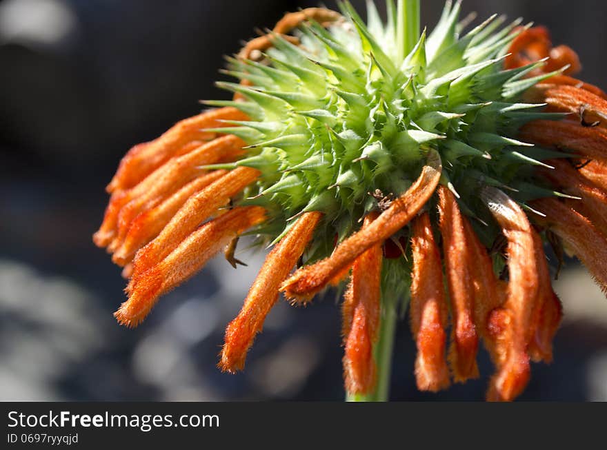 Lion ear flower with orange petals. Lion ear flower with orange petals