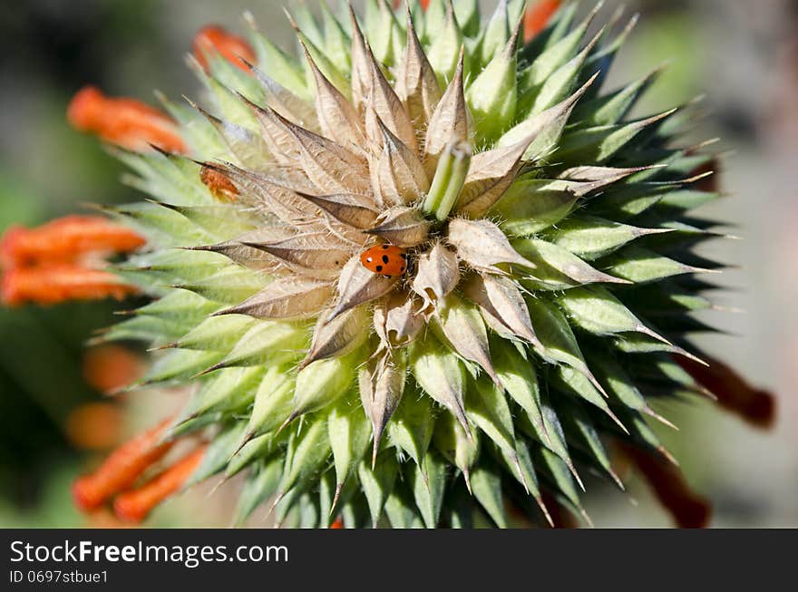 A Ladybird on a Lion's ear flower. A Ladybird on a Lion's ear flower