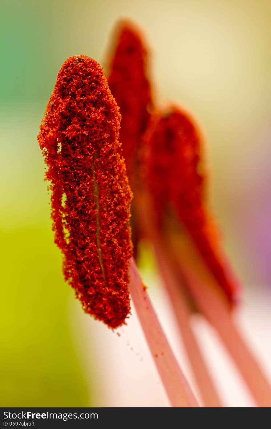 Close up of a stamen