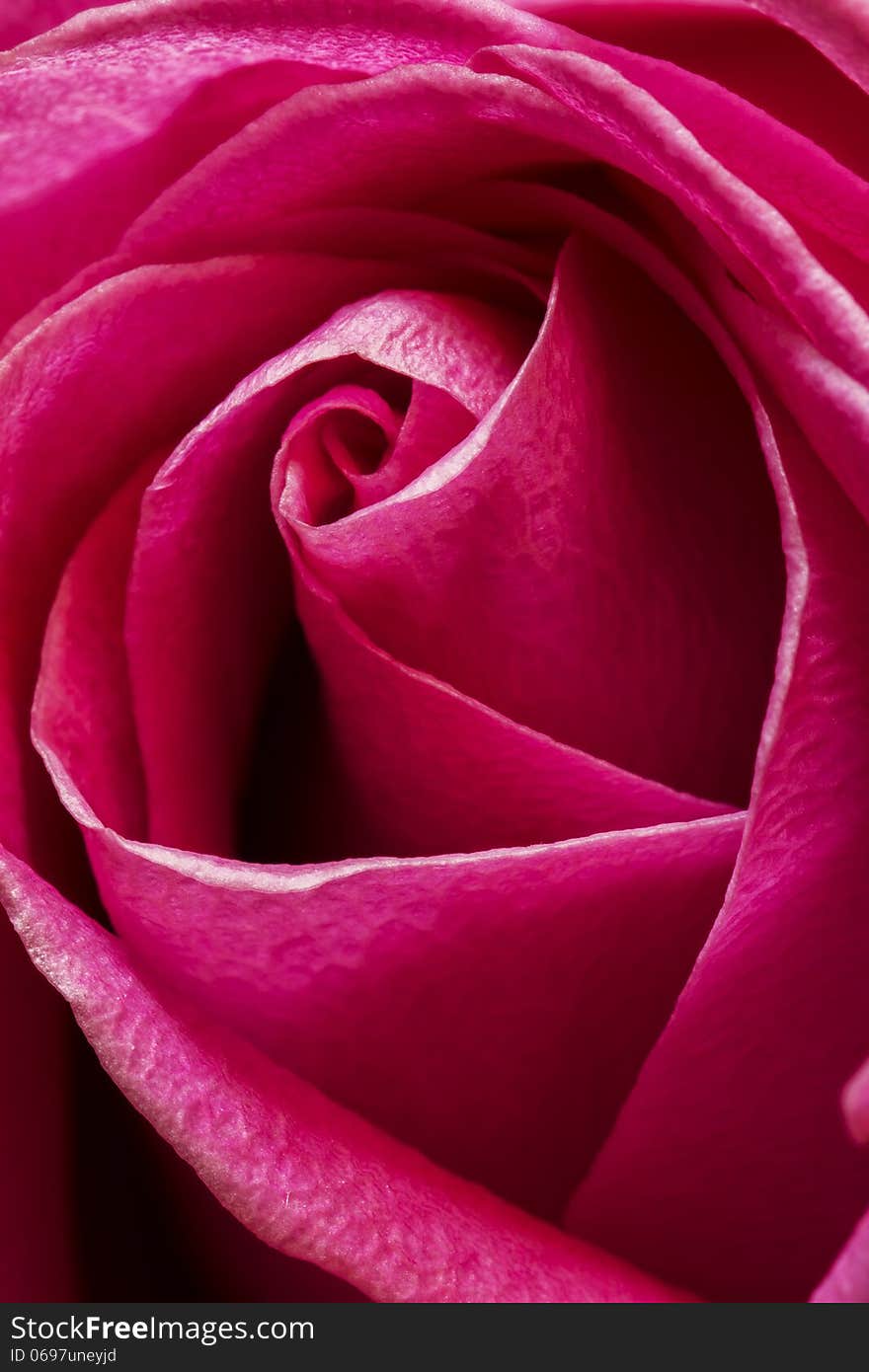 Close up of a purple rose