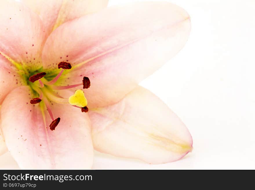 Beautiful pink flower on white background