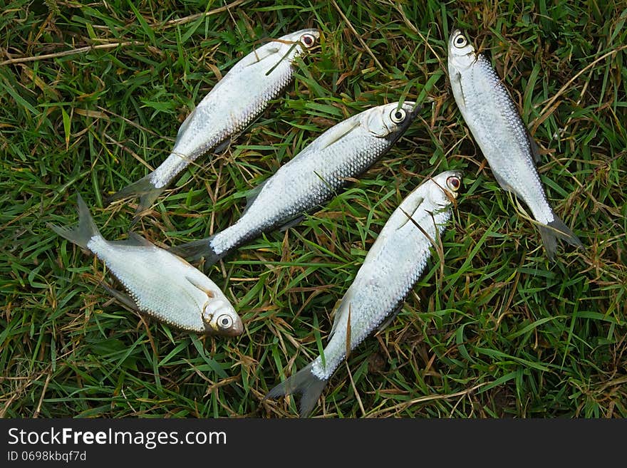 Fish caught in the river, lying on the grass..