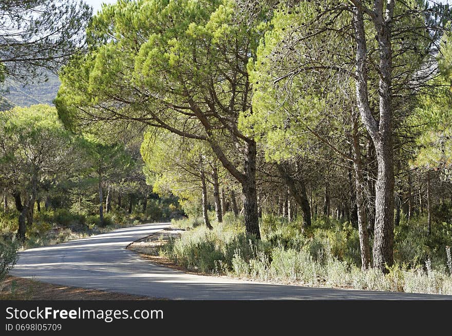 Mauntain road trees