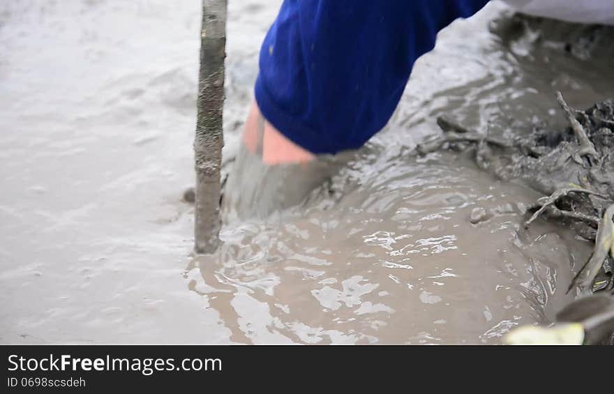 Planting Young Sprout Mangrove