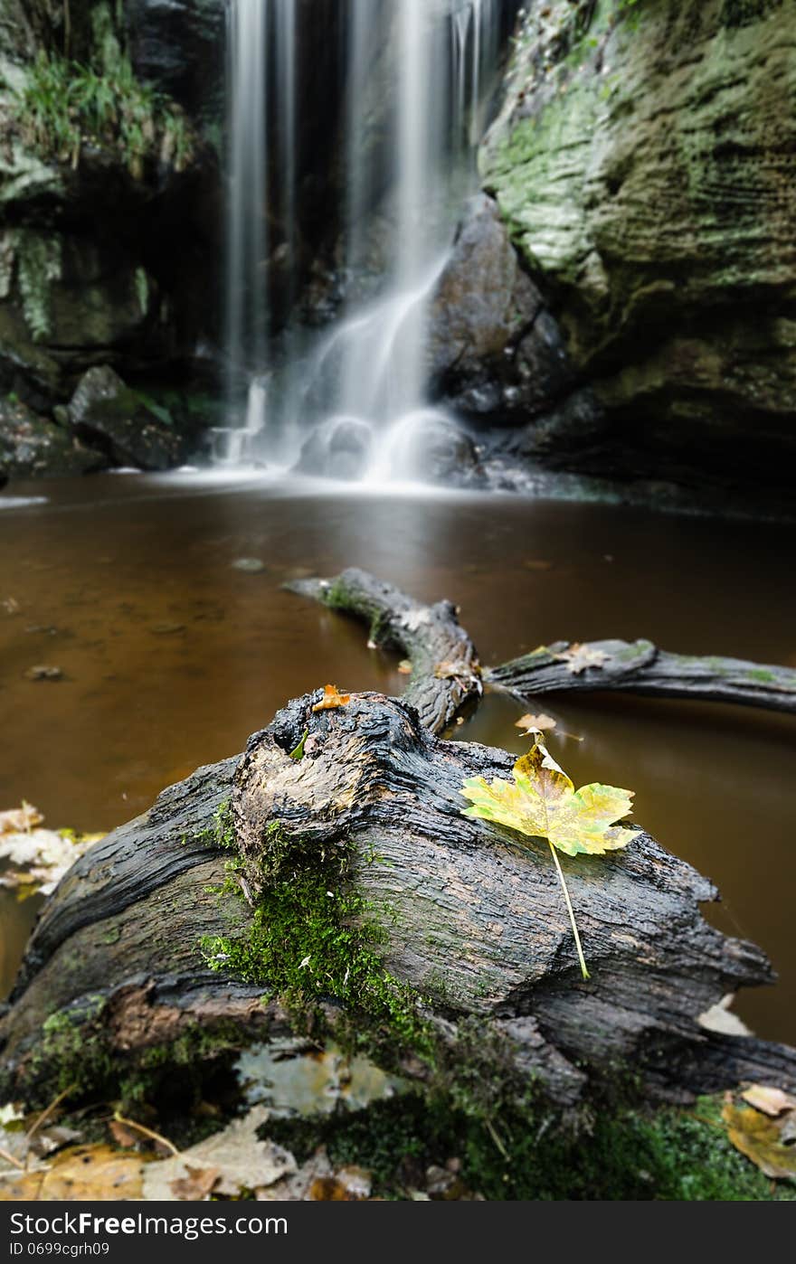 Autumn leaf frog and waterfall