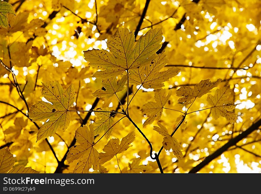 View of autumn leaves on the branches of maple