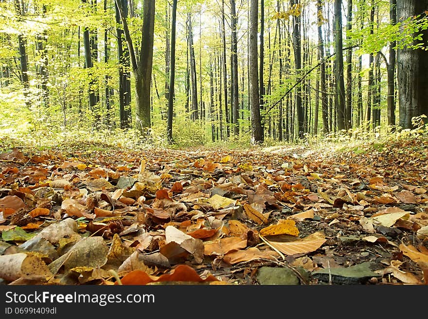 In the autumn forest with leaves and trees. In the autumn forest with leaves and trees