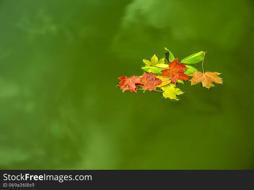 Floating leaves on green water