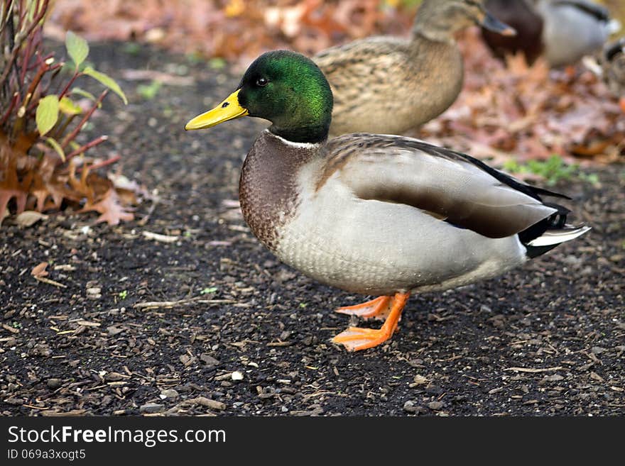 This duck wanted his picture so he came up and posed for it. His mate is in the background waiting her turn. This duck wanted his picture so he came up and posed for it. His mate is in the background waiting her turn.