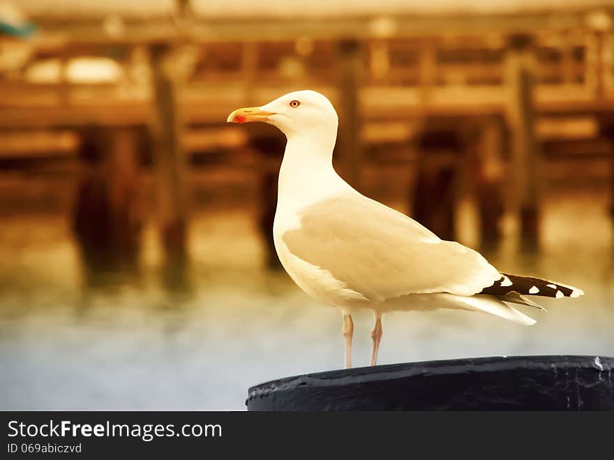 A seagull on a pier at sunset