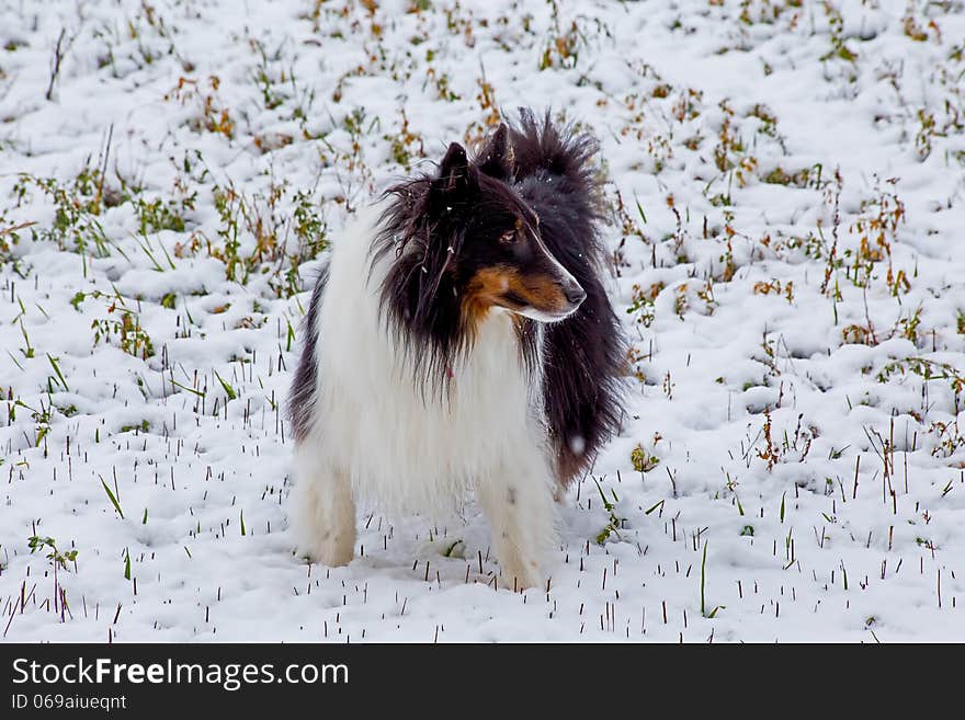 A SHELTIE IN THE SNOW