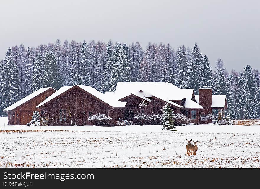 WHITETAIL HOLIDAY SETTING