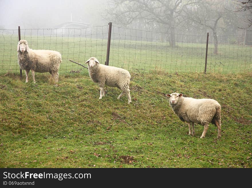 Sheep staring in the same direction, sheep in a row. Sheep staring in the same direction, sheep in a row