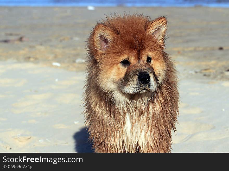 Young wet Chow dog gazing into the distance on the beach. Young wet Chow dog gazing into the distance on the beach