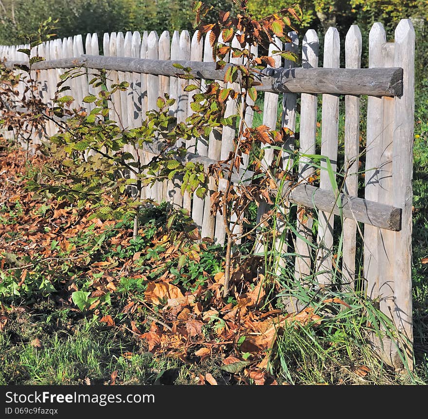 Wooden fence with foliage autumnal under blue sky