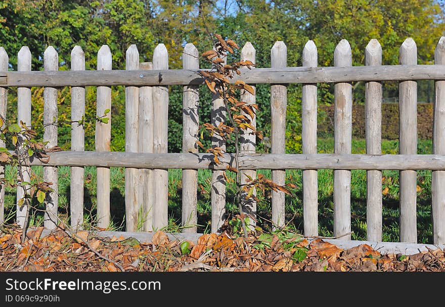 Wooden fence with foliage autumnal under blue sky