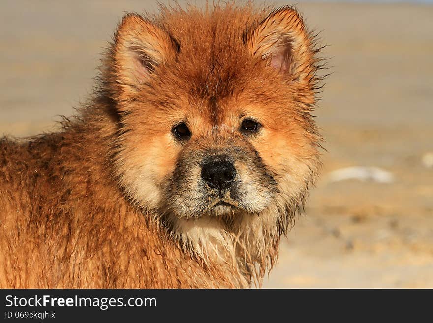 Young Chow dog wet from swimming in the ocean. Young Chow dog wet from swimming in the ocean