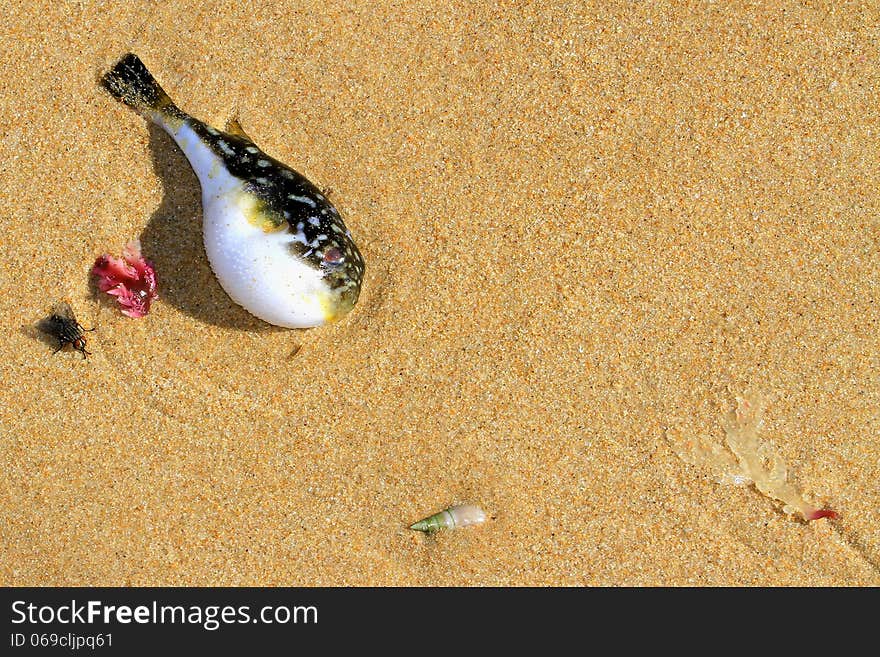 Pufferfish on the beach