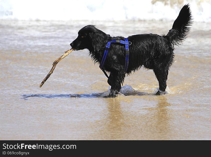 Happy dog playing on the beach