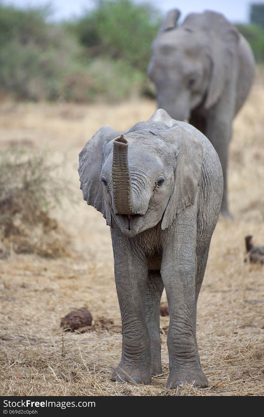 Elephant calf with trunk raised.