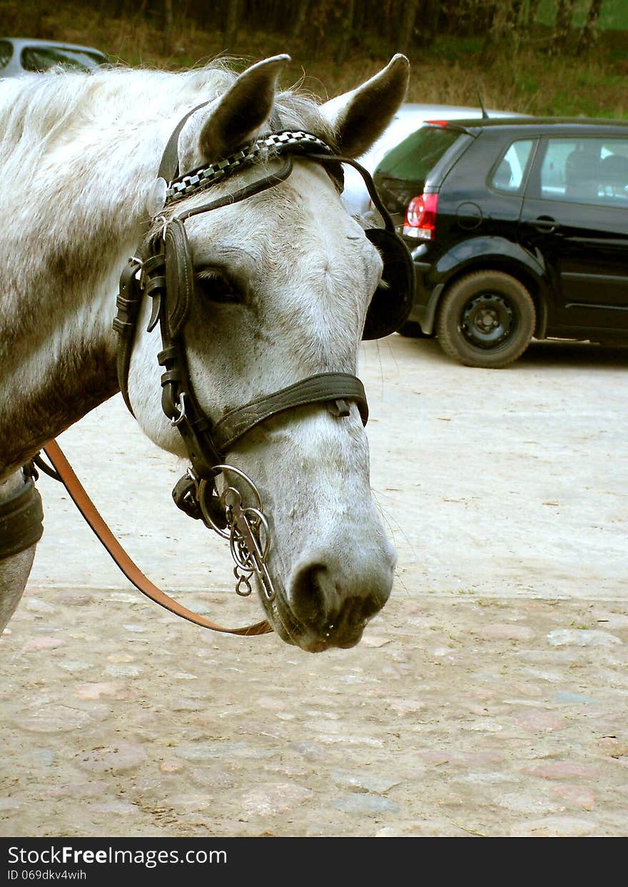 Head of a horse with a tied up in the parking of a car in Lublin. Head of a horse with a tied up in the parking of a car in Lublin.