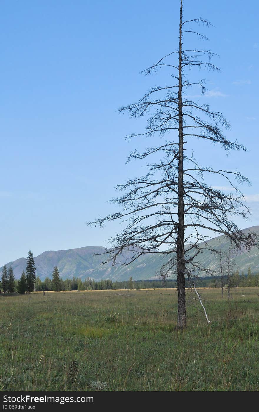 Green meadows in mountain valley of the river Suntar. Russia, Yakutia, A Ridge Of Suntar-Khayata.