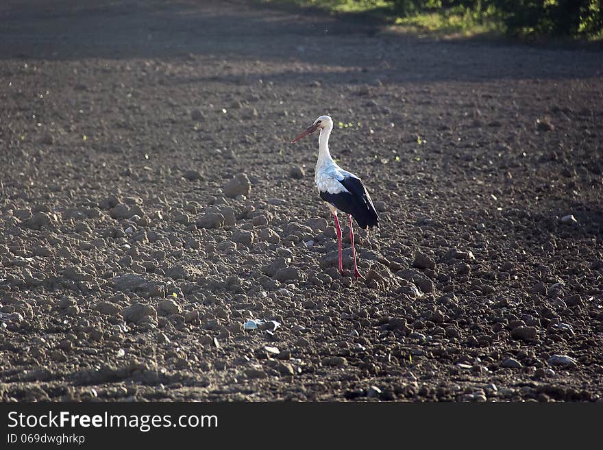 Stork in the field