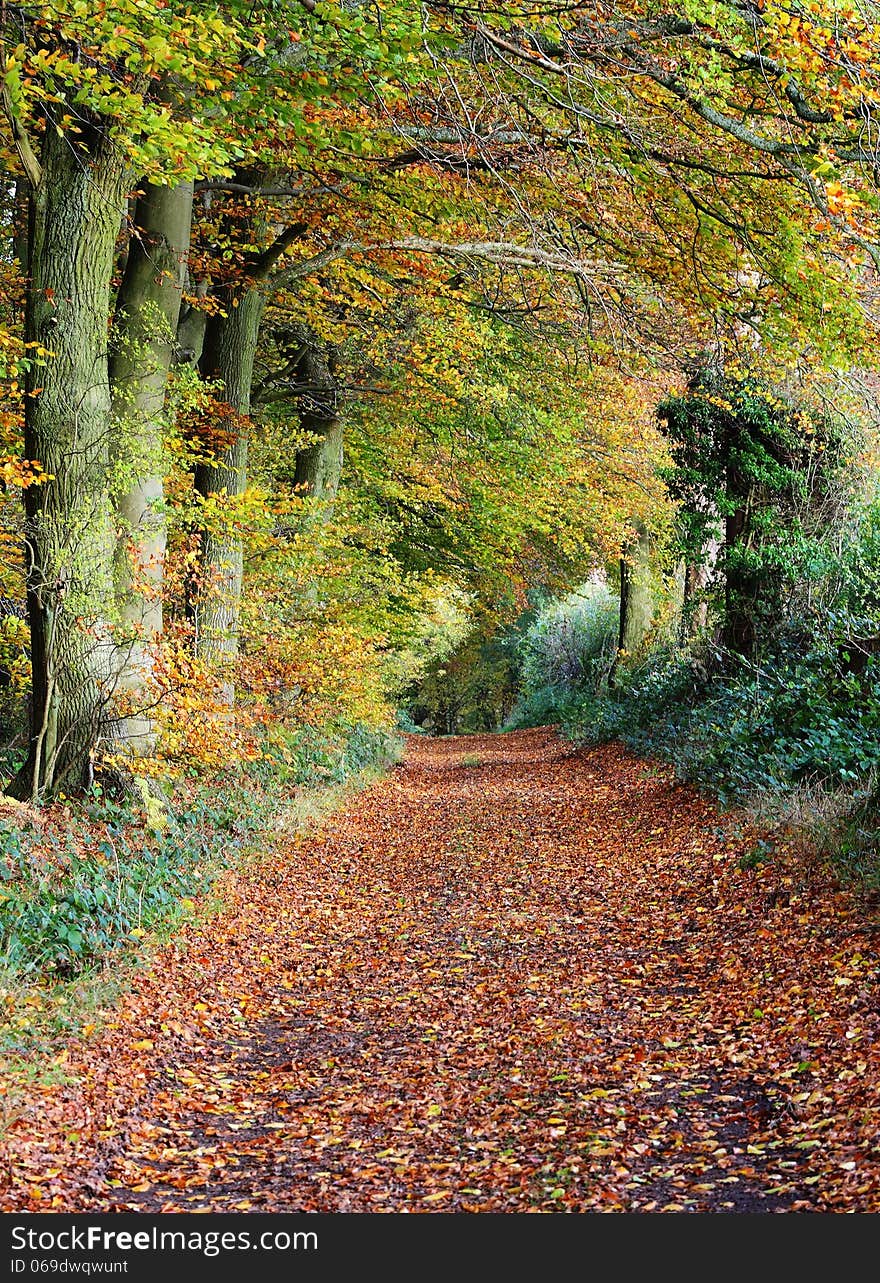 Late Autumn In An English Wood