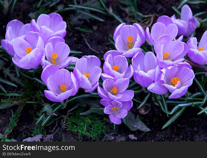 Purple young little crocuses in spring air. Purple young little crocuses in spring air