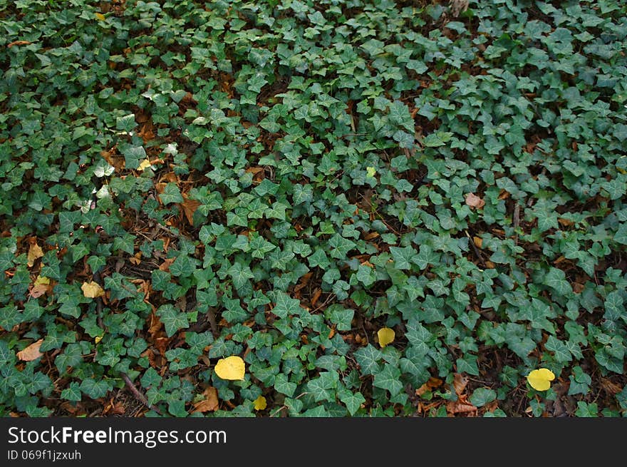 Green ivy with fresh leaves texture background. Green ivy with fresh leaves texture background