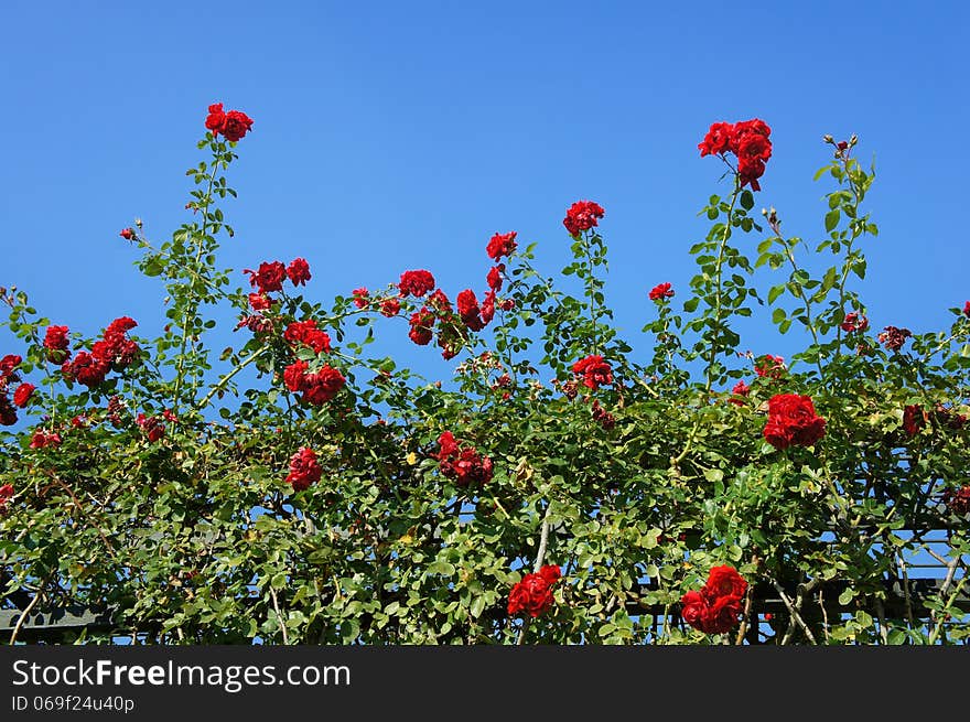 Rose Tree Texture